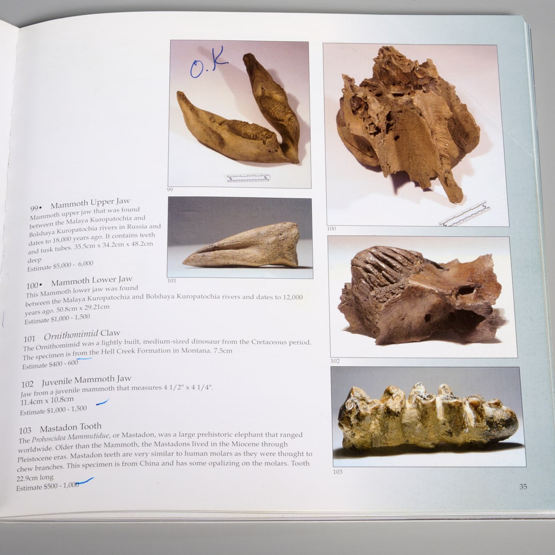 Mastodon tooth specimen - 8