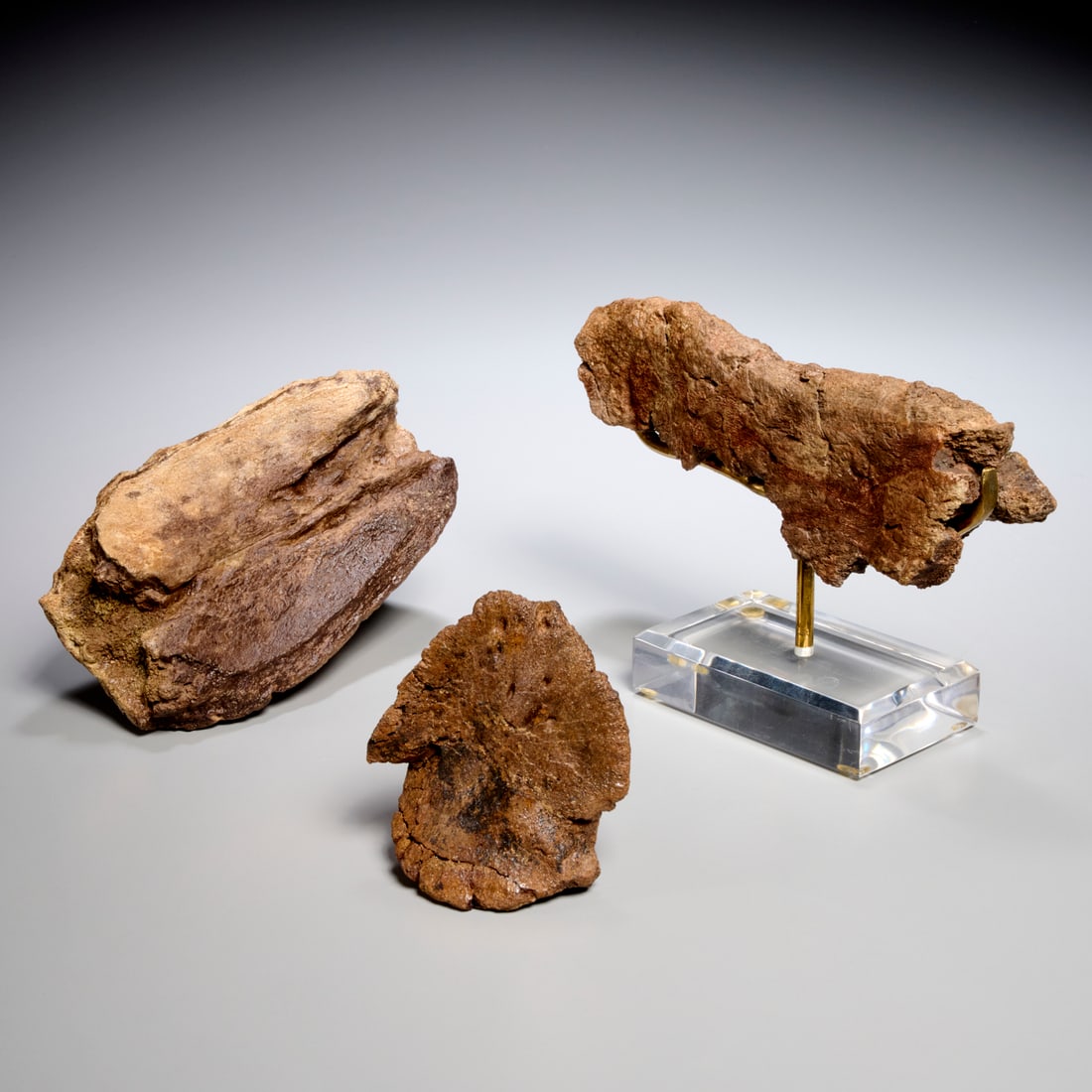 (3) Triceratops specimens: (3) Triceratops specimens, Cretaceous period, location unknown, (1) nose horn, (1) fragment of frill, with custom display stand, (1) ungual phalanx hoof, incl. scan of original receipt upon sale, 9"h 