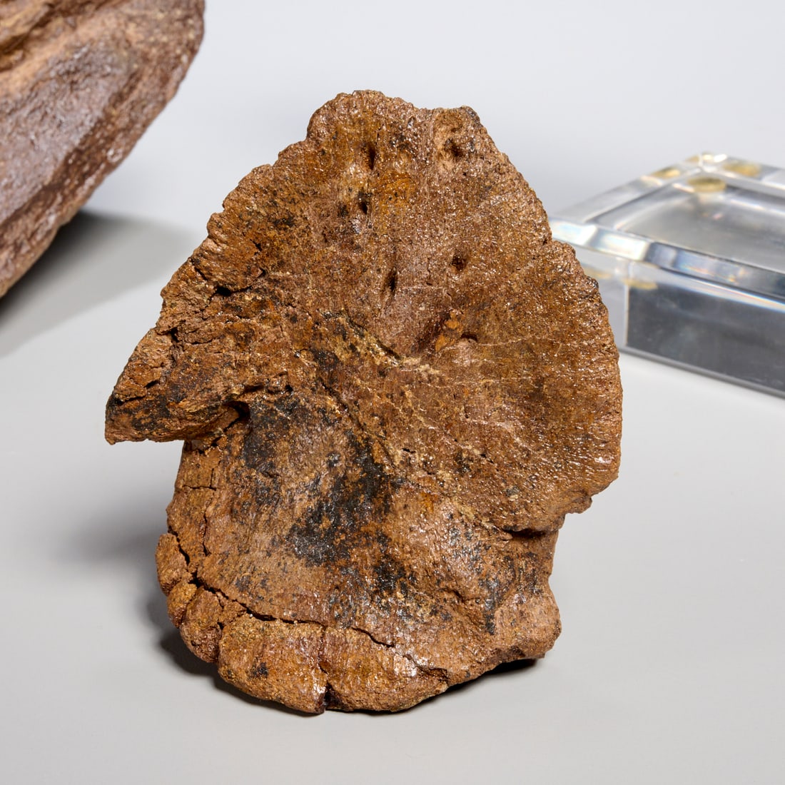 (3) Triceratops specimens - 2