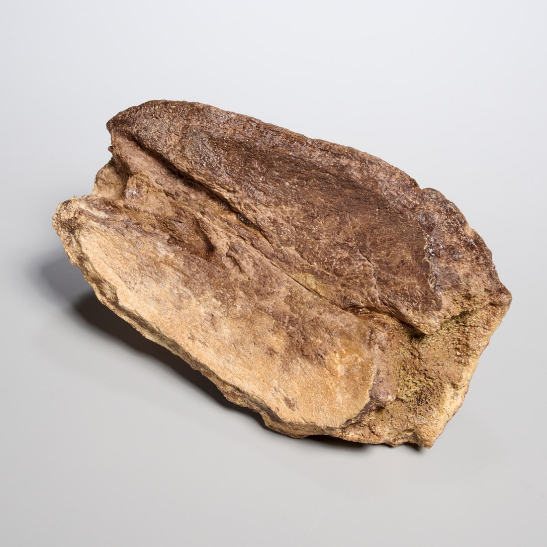 (3) Triceratops specimens - 3