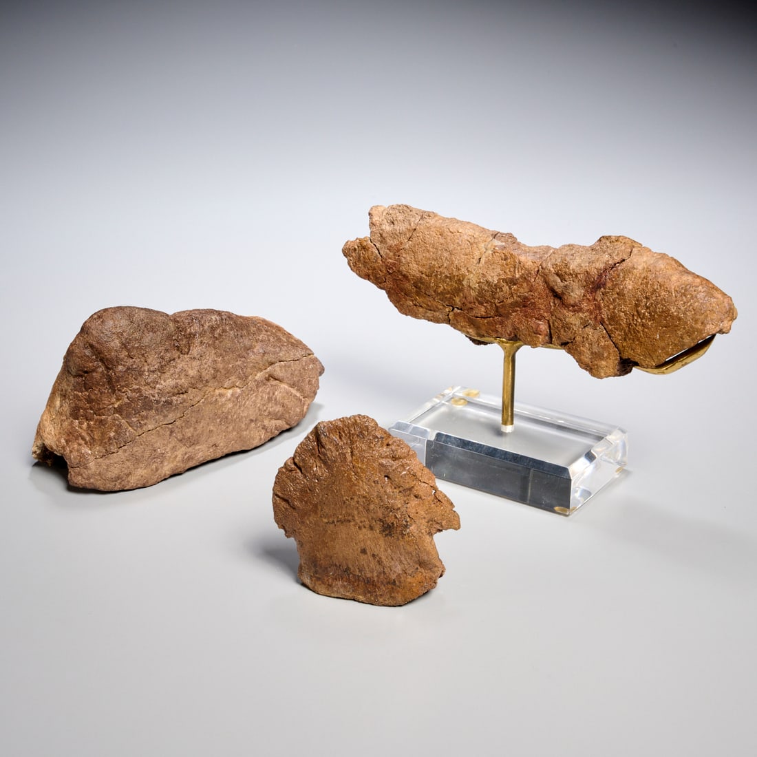 (3) Triceratops specimens - 4