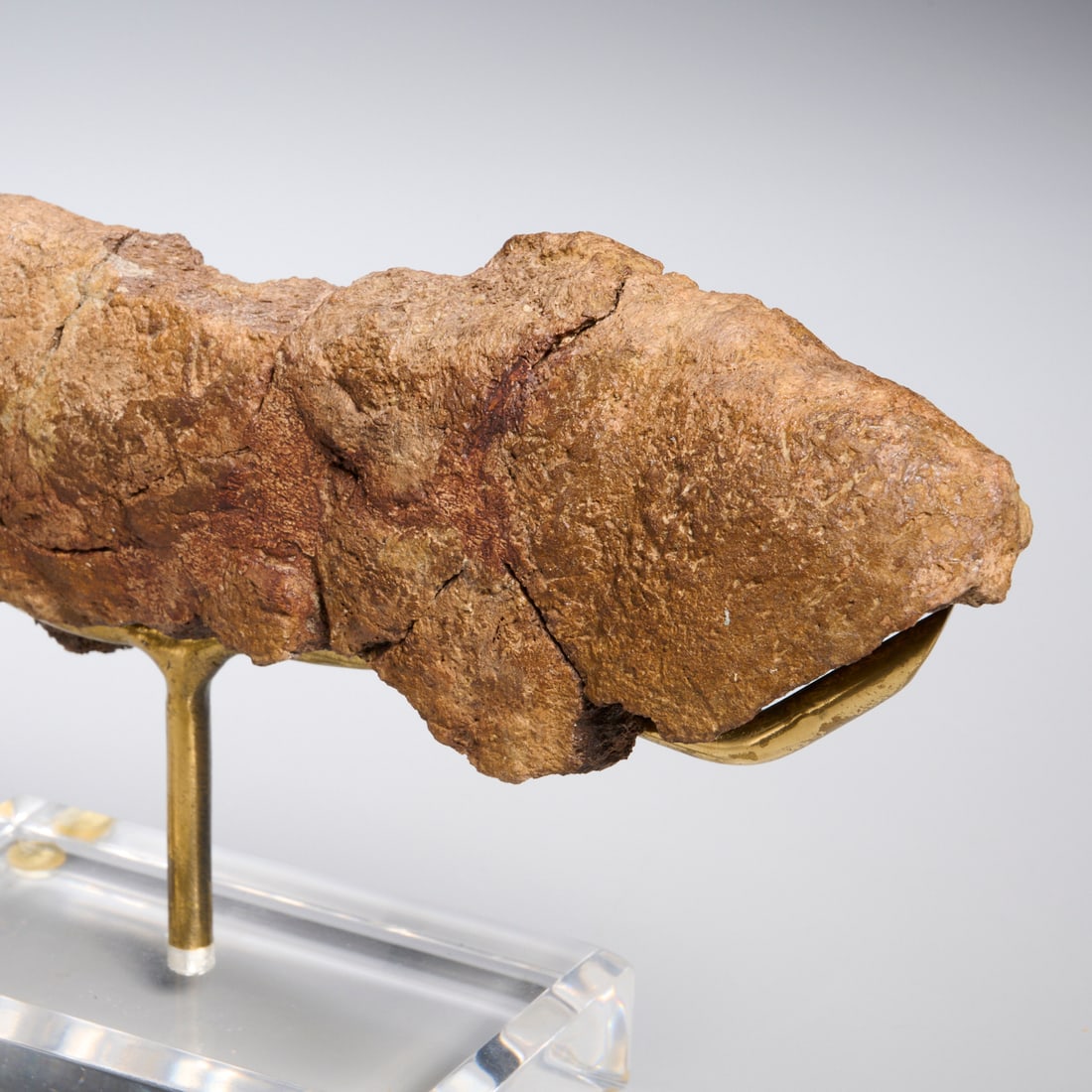 (3) Triceratops specimens - 5