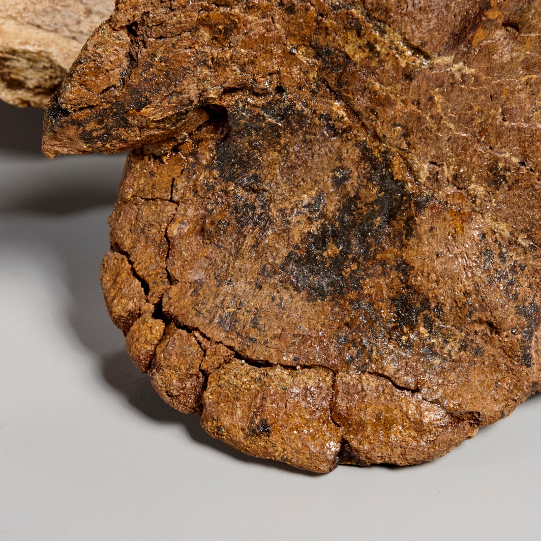(3) Triceratops specimens - 6