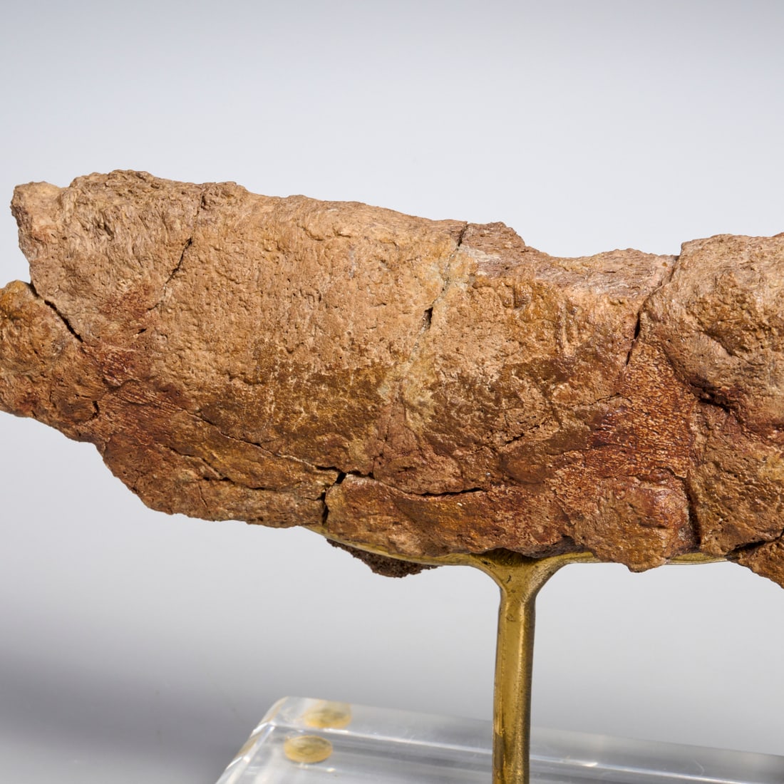 (3) Triceratops specimens - 7