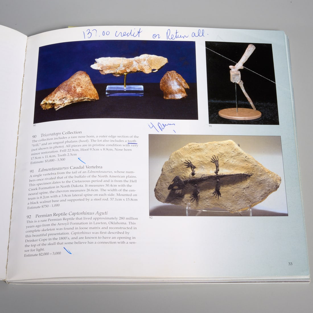 (3) Triceratops specimens - 8