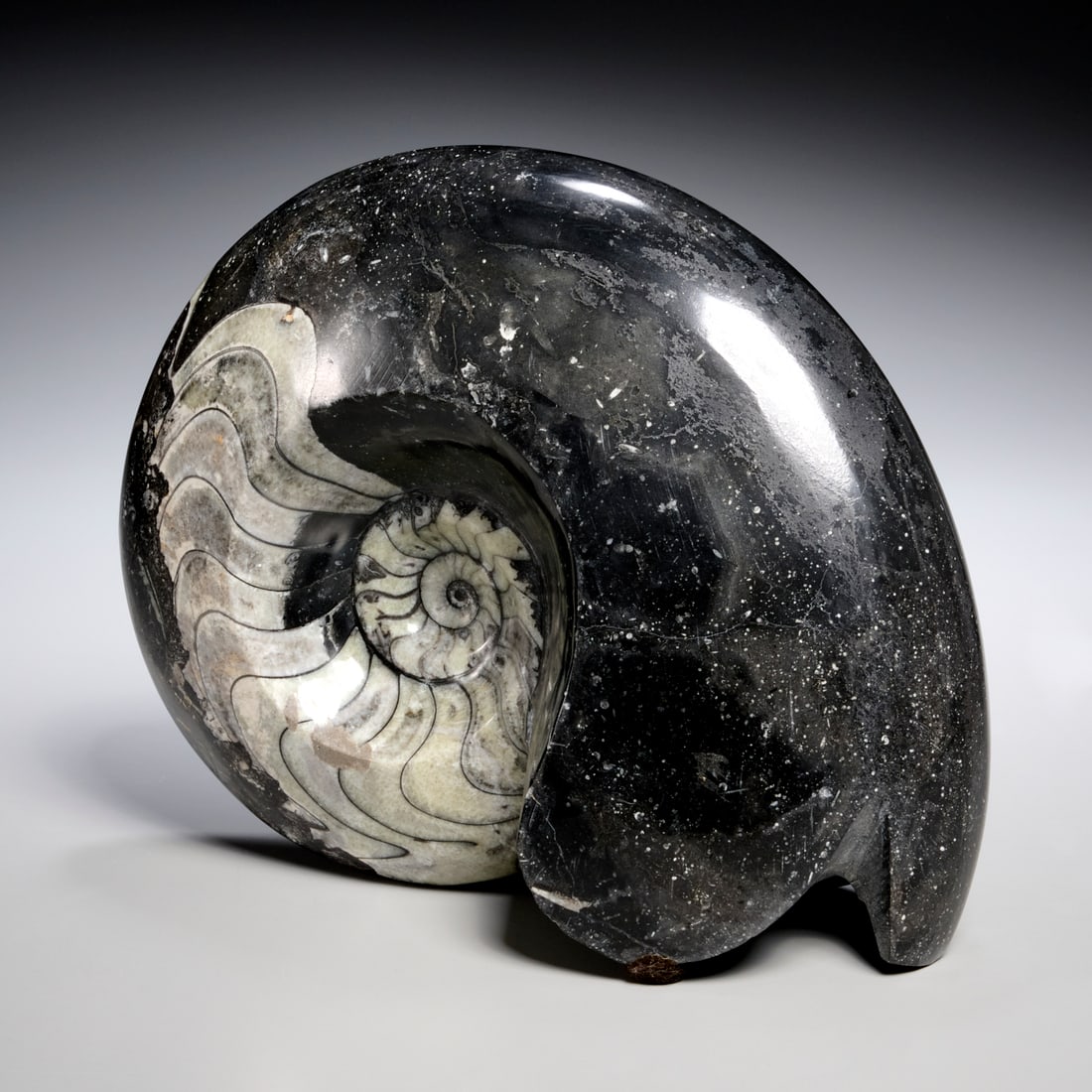Goniatite ammonite fossil specimen: Goniatite ammonite fossil specimen, Devonian period, from Morocco, incl. scan of original receipt upon sale, approx. 8"h x 10"w x 4"d Provenance: Property from a Prominent NYC Family Foundation;