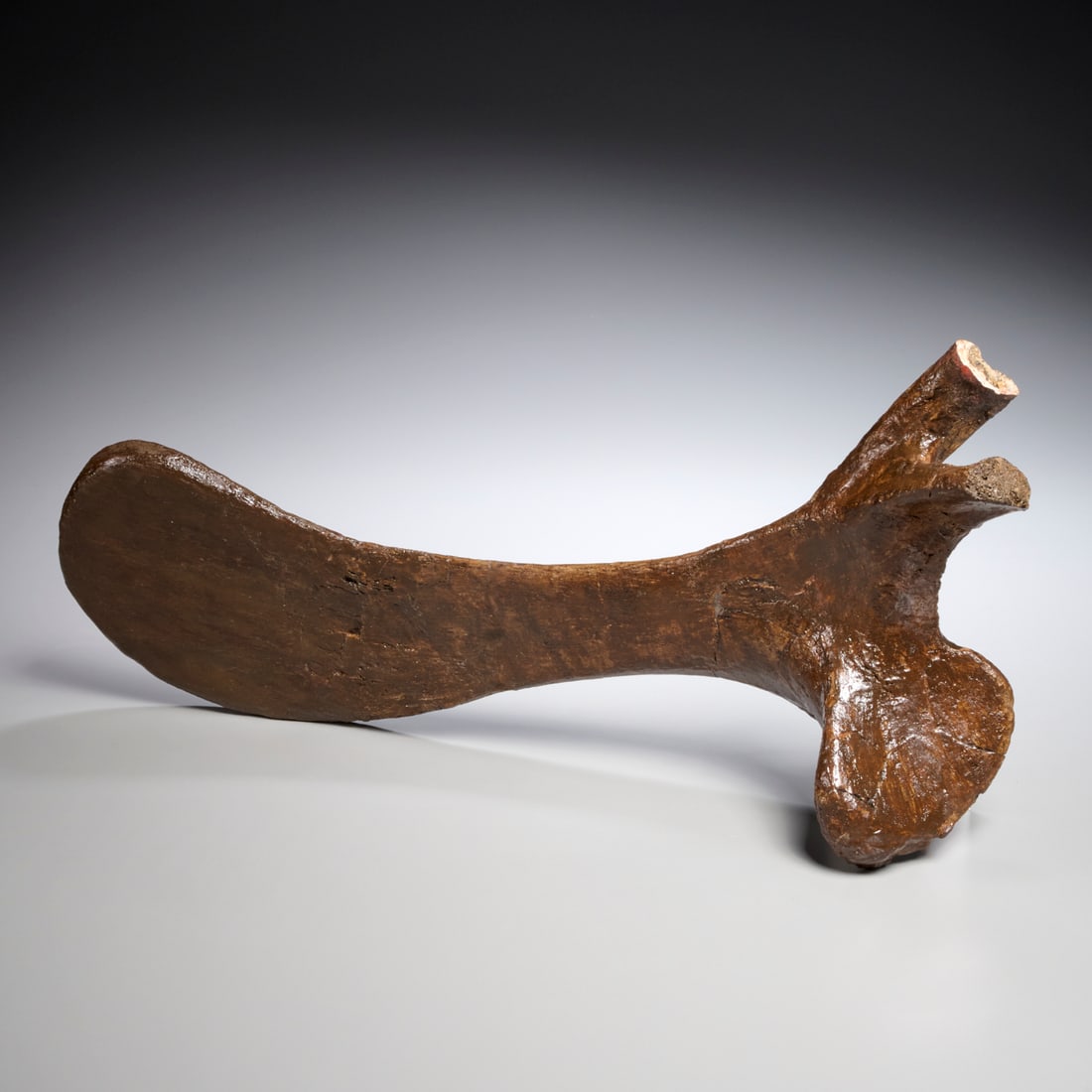 Edmontosaurus left pubis bone specimen (1 of 6)