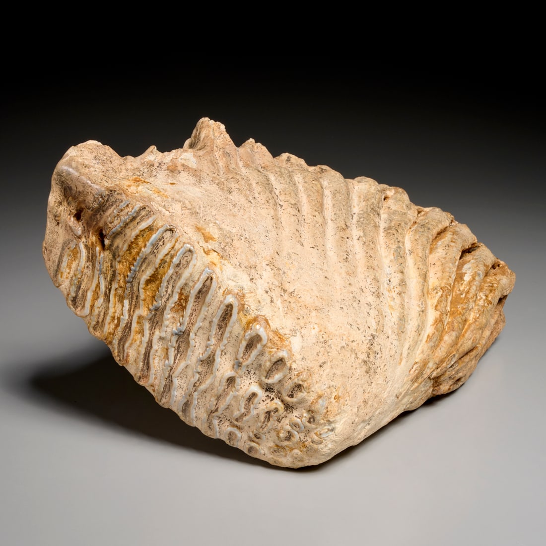 Woolly mammoth tooth (1 of 7)