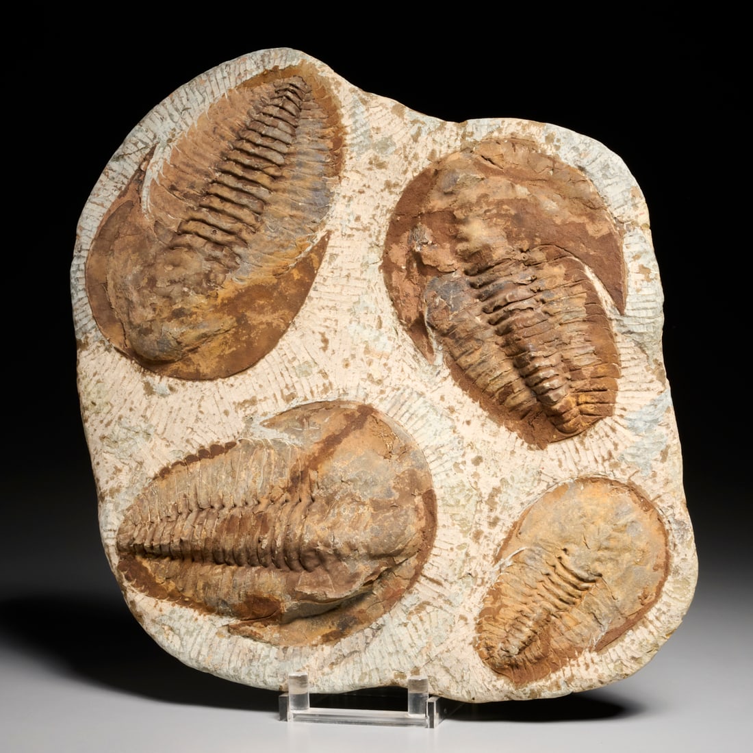 Large Trilobite fossil plate (1 of 10)