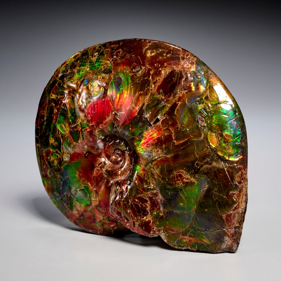 Placenticeras Meeki "gem" ammonite: Placenticeras Meeki "gem" ammonite, Upper Cretaceous Period, from Alberta, Canada, incl. scan of original receipt upon sale, 7.75"l x 6.5"w Provenance: Property from a Prominent NYC Family Foundation;