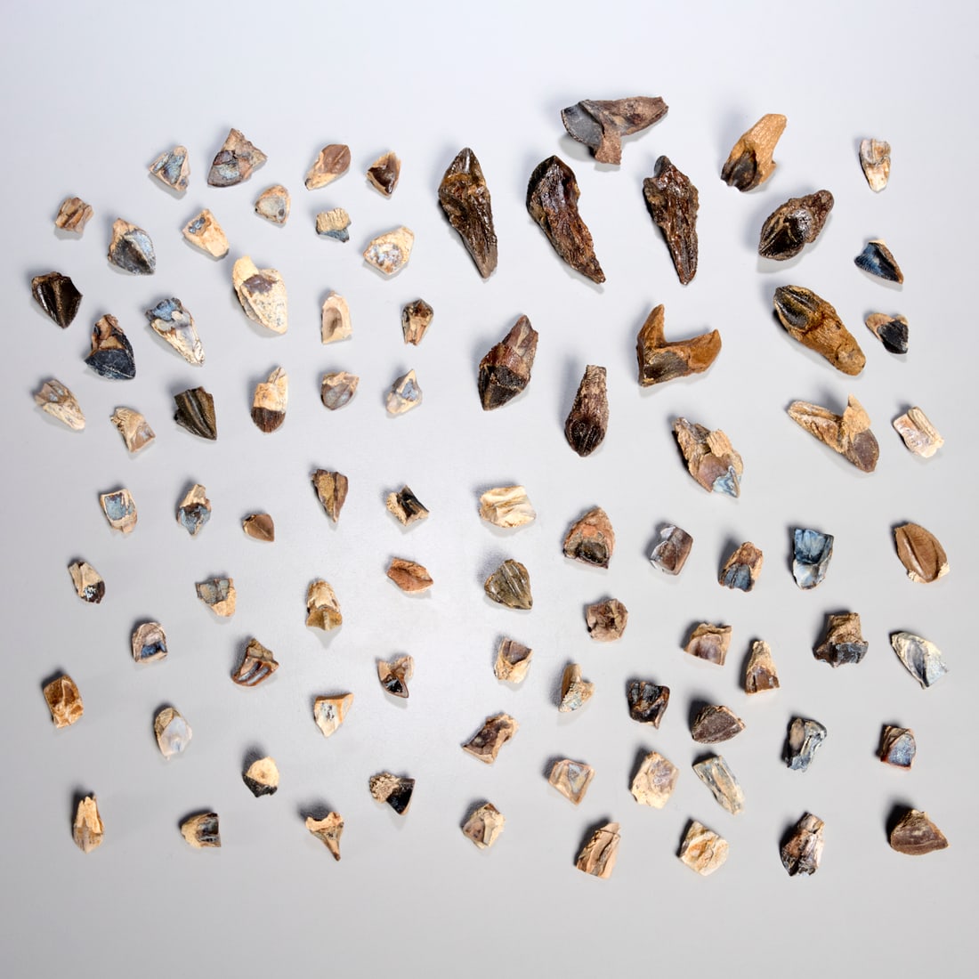 Collection (85) Triceratops teeth: Collection (85) Triceratops teeth, Late Cretaceous period, from the Hell Creek Formation, Montana, incl. (12) with roots, (73) without roots, incl. scan of original receipt upon sale, 2"l (longest),