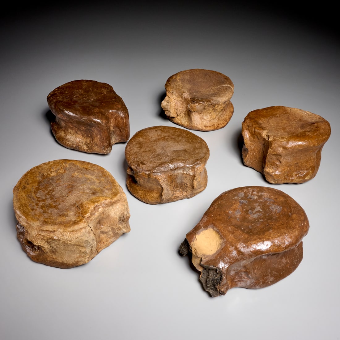 (6) Triceratops vertebrae centrums: (6) Triceratops vertebrae centrums, Late Cretaceous period, from the Hell Creek Formation, Montana, incl. (5) cervical centrums, (1) dorsal centrum, incl. scan of original receipt upon sale, 4.5"h x 8