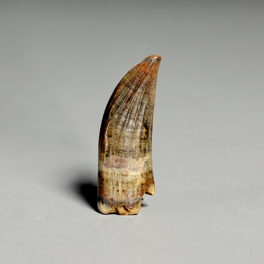 Rare Paronychodon tooth: Rare Paronychodon tooth, Late Cretaceous, South Dakota, tooth without root, incl. scan of original receipt upon sale, 0.75"l x 0.25"w Provenance: Property from a Prominent NYC Family Foundation;