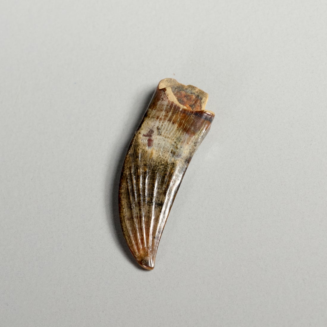 Rare Paronychodon tooth - 2