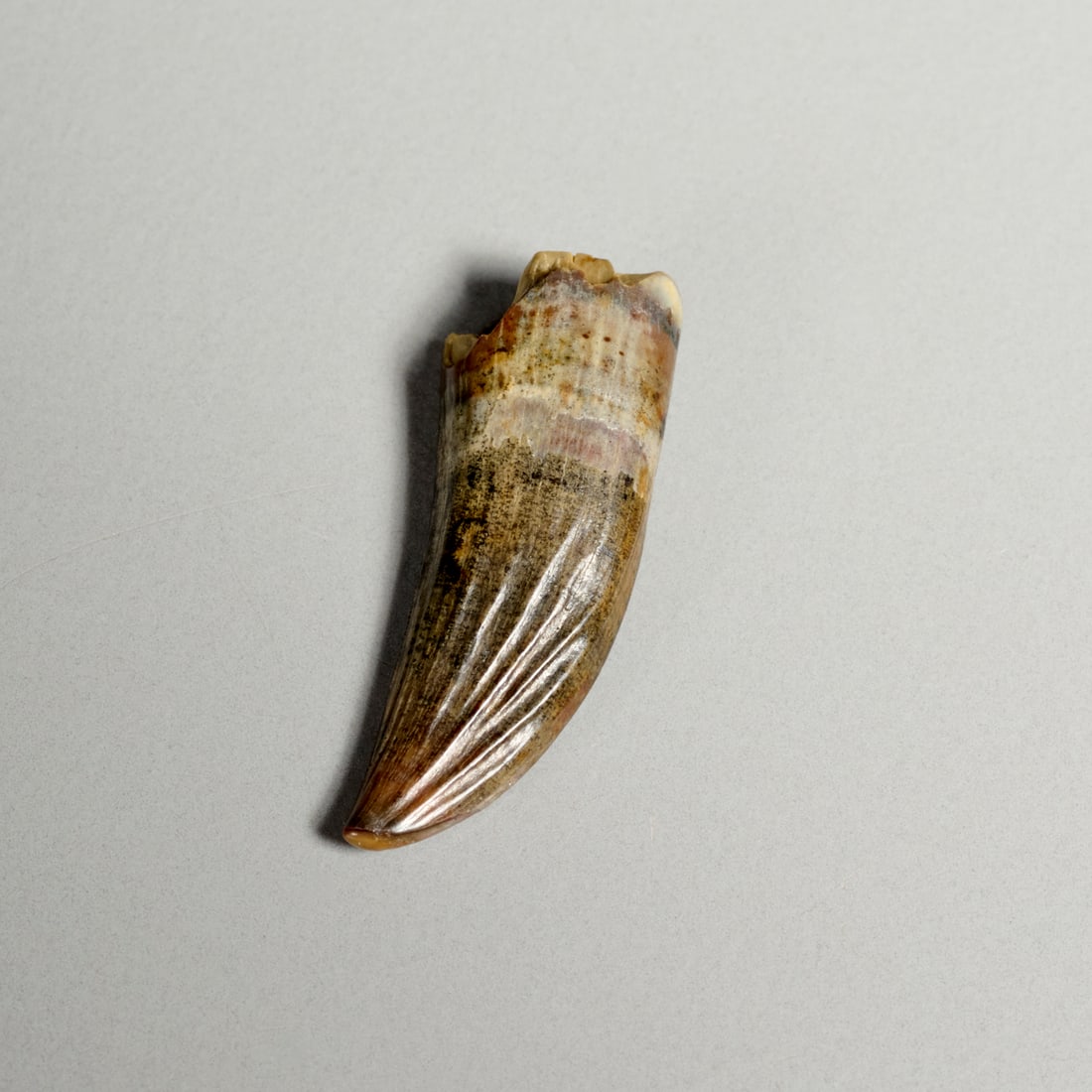 Rare Paronychodon tooth - 3