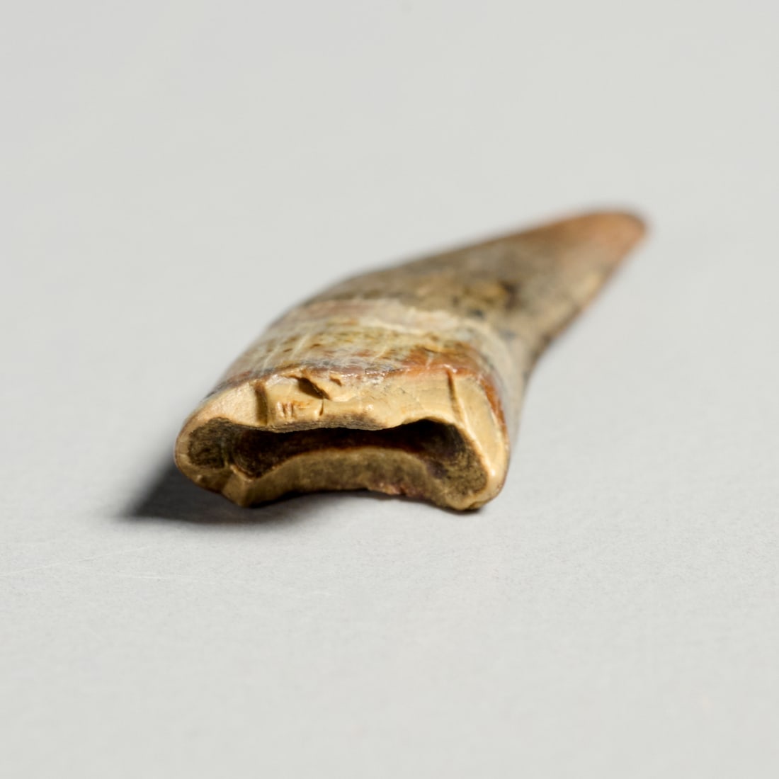 Rare Paronychodon tooth - 4