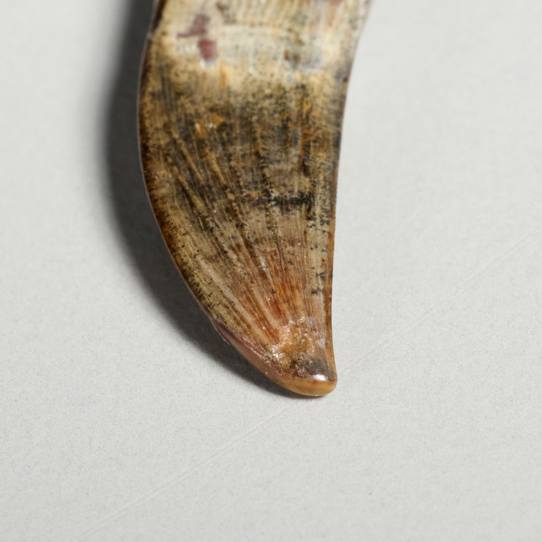 Rare Paronychodon tooth - 5