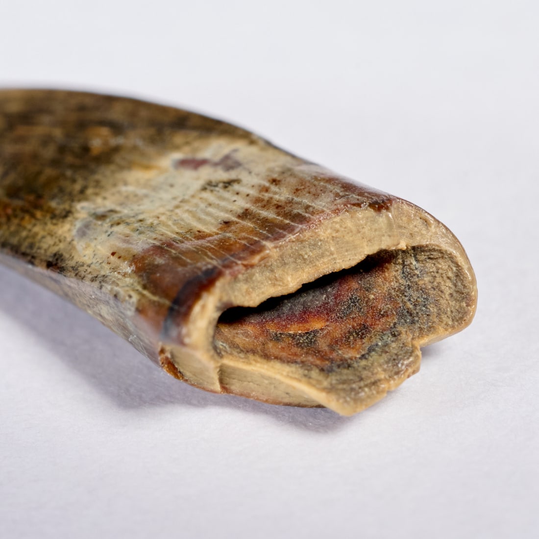 Rare Paronychodon tooth - 6
