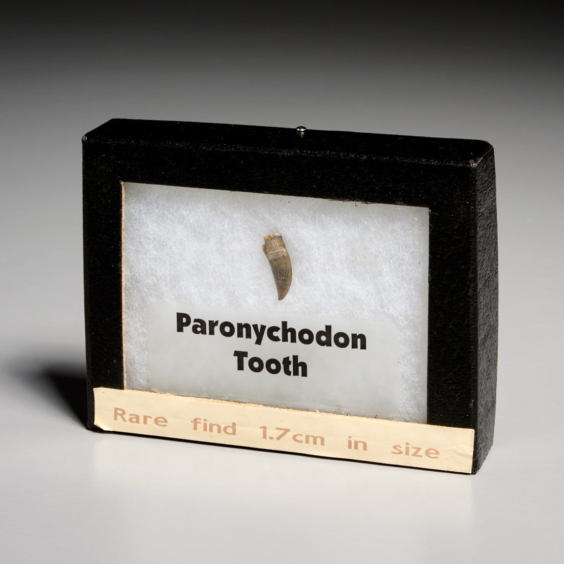 Rare Paronychodon tooth - 7