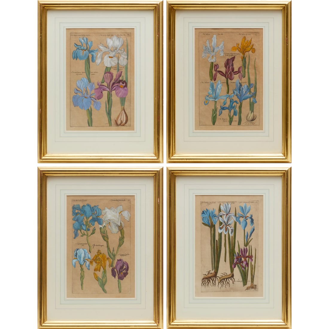 Emanuel Sweerts, (4) hand-colored iris engravings (1 of 8)