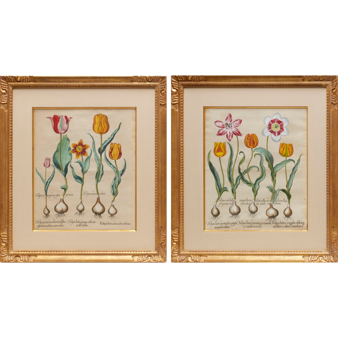 Besler, (2) hand-colored tulip engravings, c. 1613 (1 of 10)