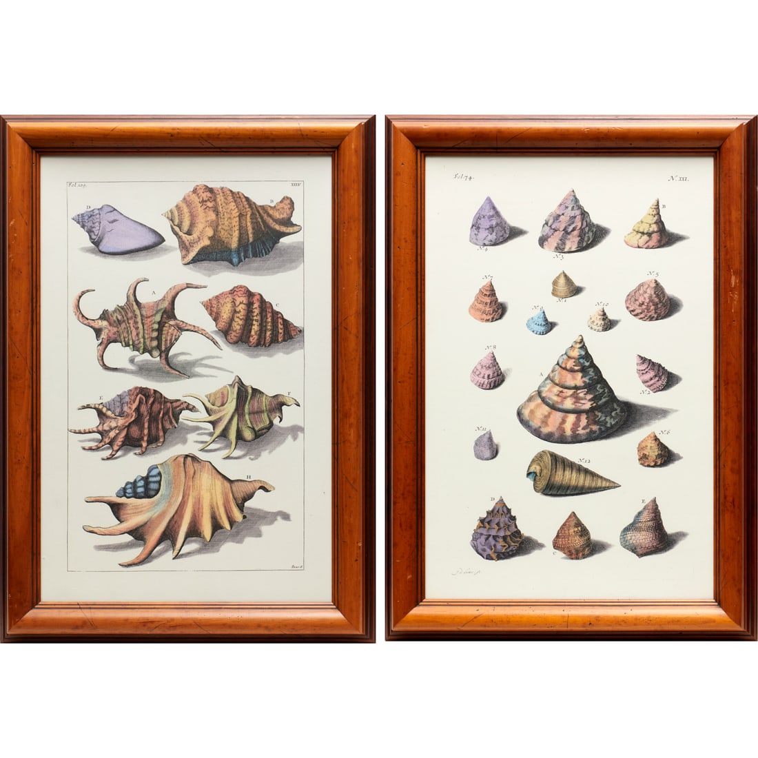 W. King Ambler, (2) hand-colored seashell prints (1 of 8)