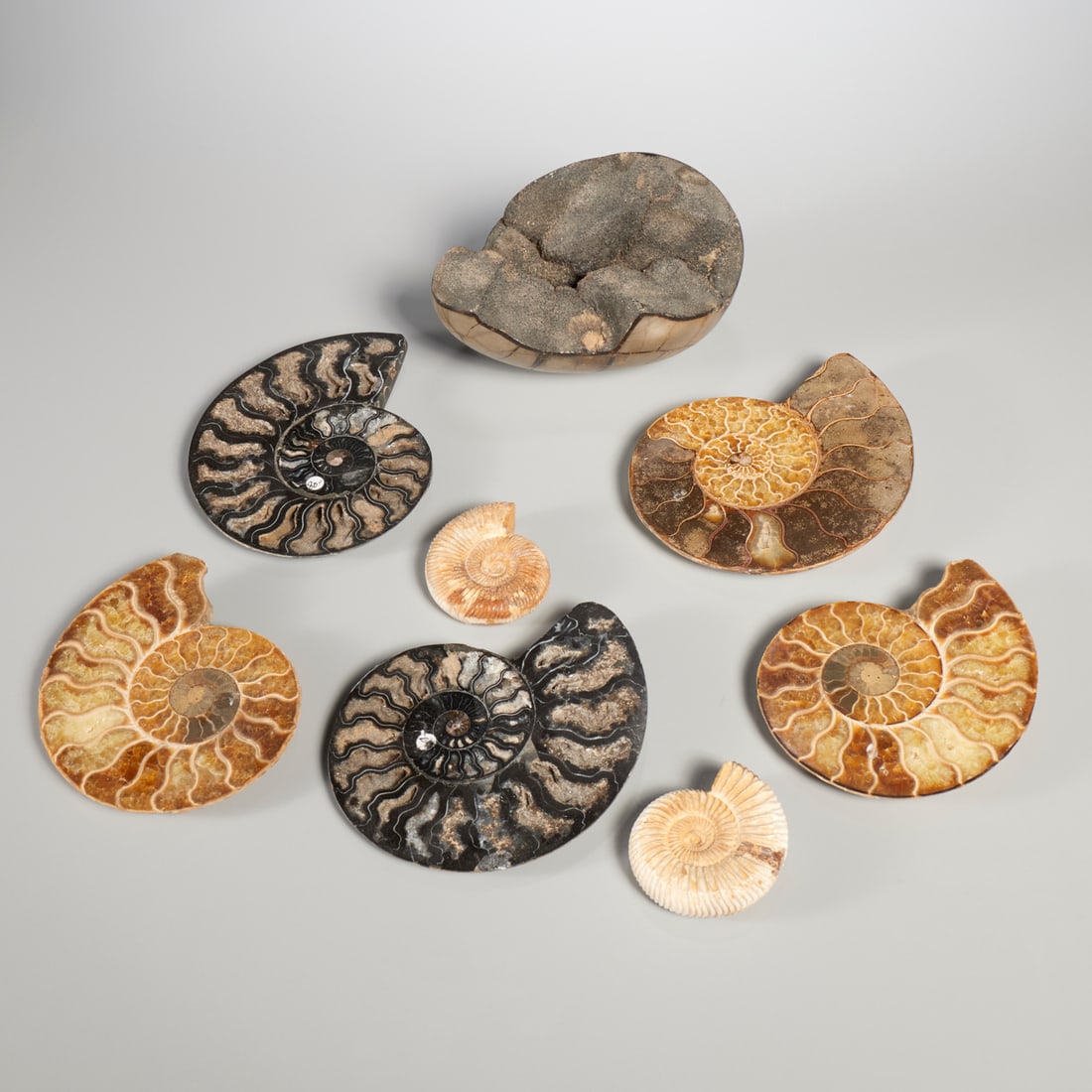 Group (8) fossil specimens (1 of 6)