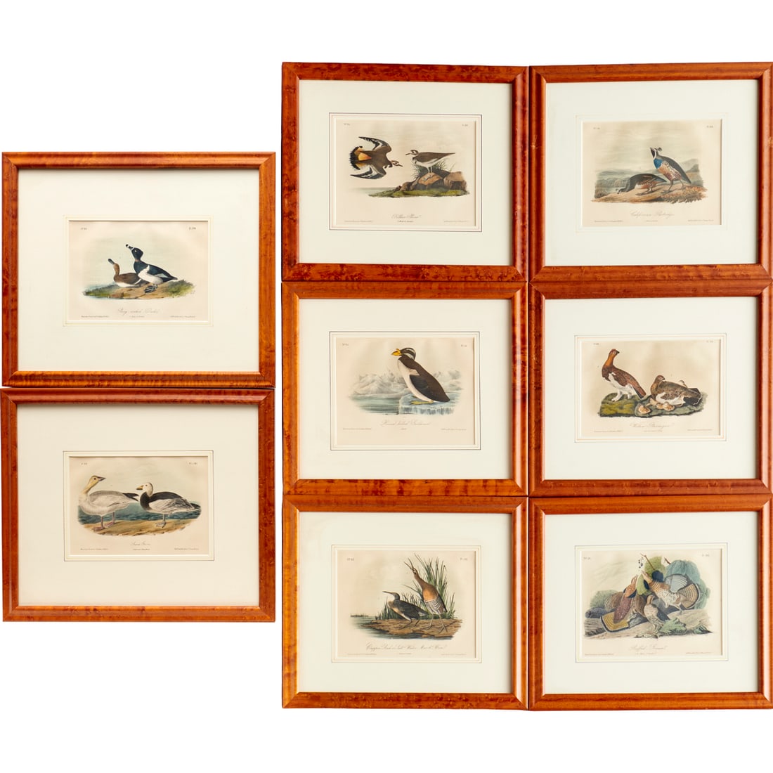 J. J. Audubon, (8) ornithology lithographs (1 of 8)