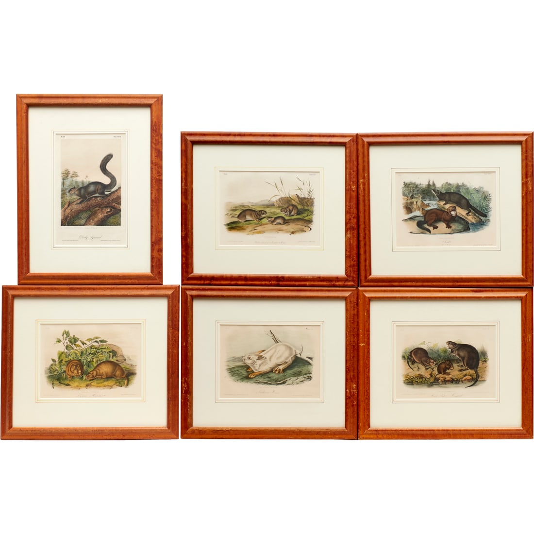 J. J. Audubon, (6) quadruped lithographs (1 of 6)