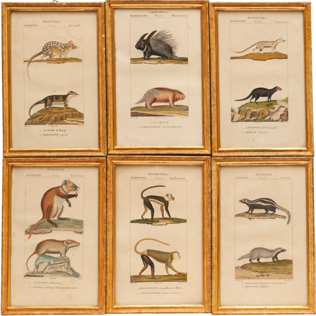 Set (6) Zoological hand-colored engravings: Set (6) Zoological hand-colored engravings, Mammalian plates from Pierre Jean Francois Turpin's "Dictionnaire des Sciences Naturelles", c. 1816-1825, framed under glass, each 9.25"h x 6"w (frames)
