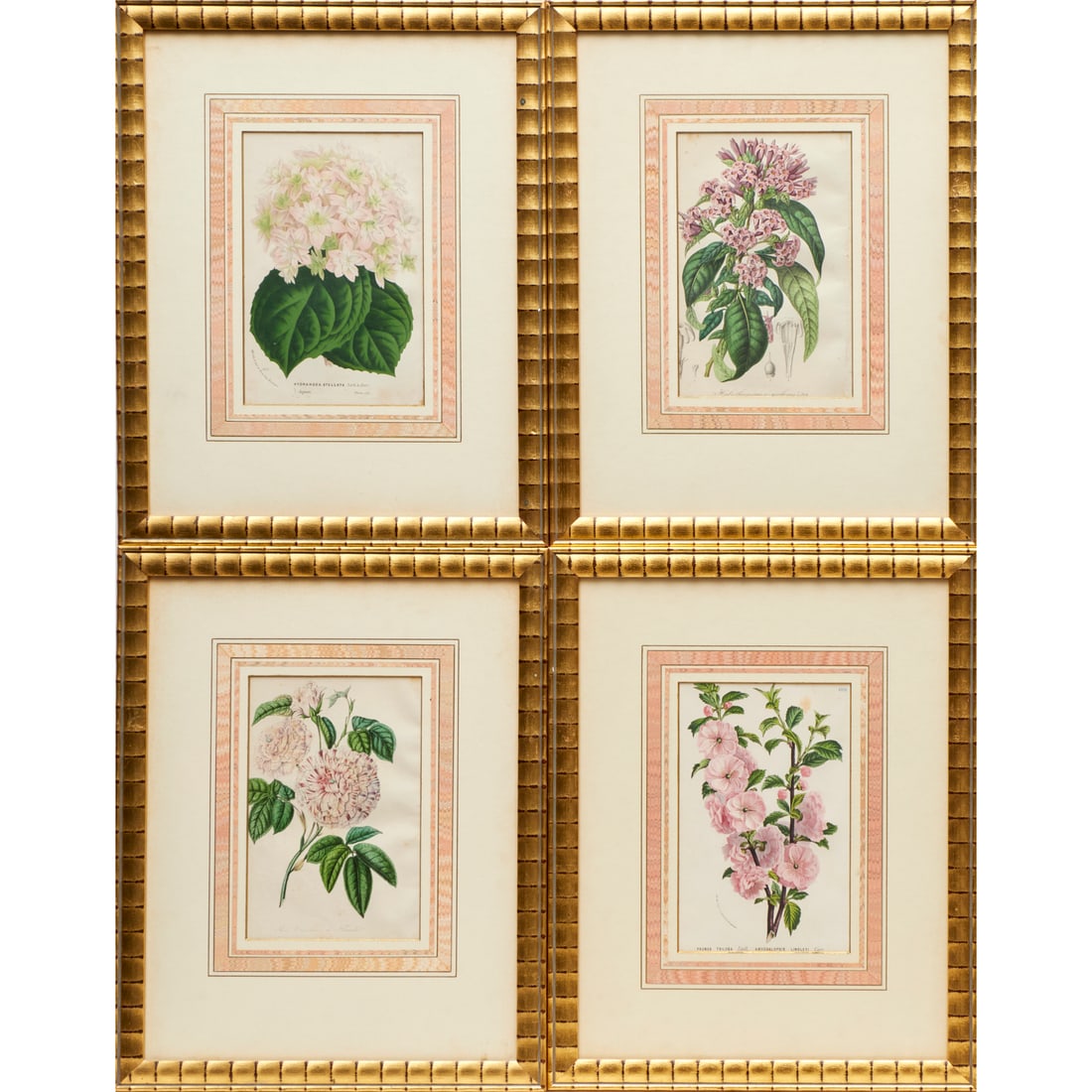 Set (4) Botanical chromolithographs: Set (4) Botanical chromolithographs, 19th c., from Flore de Serres et des Jardins de l'Europe, each matted and framed under glass, 9"h x 5.75"w (sight), 18"h x 14.25"w (frame) Provenance: A Private Co