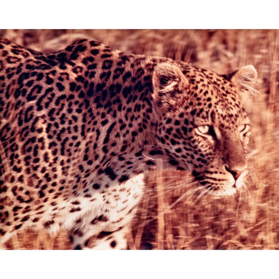 Marvin E. Newman, photograph: Marvin E. Newman, photograph, Marvin E. Newman (American, 1927-2023), Leopard, glossy color photographic print, photographer's studio stamp verso, loose and unframed, 11"h x 14"w Provenance: The