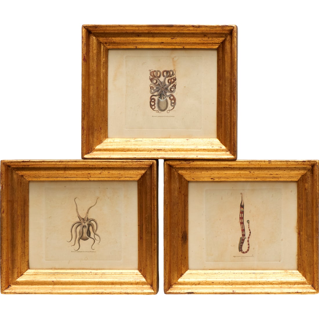 Buffon (after), (3) antique style prints, octopus (1 of 6)