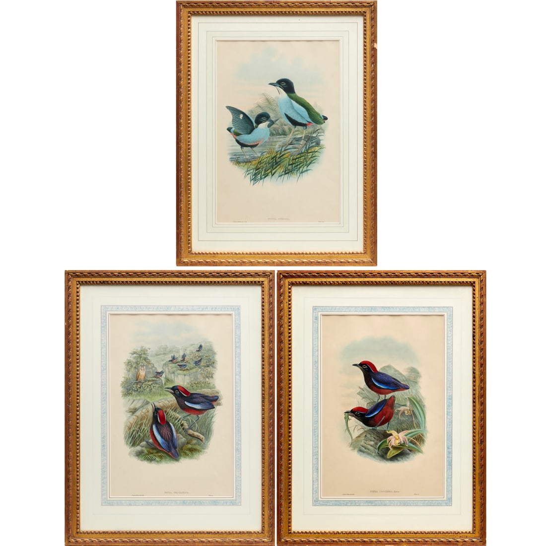 John Gould, (3) ornithological lithographs (1 of 10)