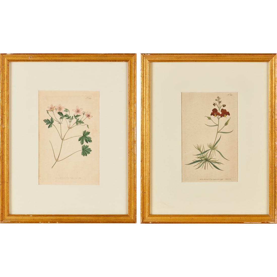Curtis's Botanical Magazine, (2) lithographs: Curtis's Botanical Magazine, (2) lithographs, 1794 and 1795, hand-colored botanical lithographs, corresponding text page attached verso, matted and framed under glass, 8"h x 5"w (sight), 15.25"h x
