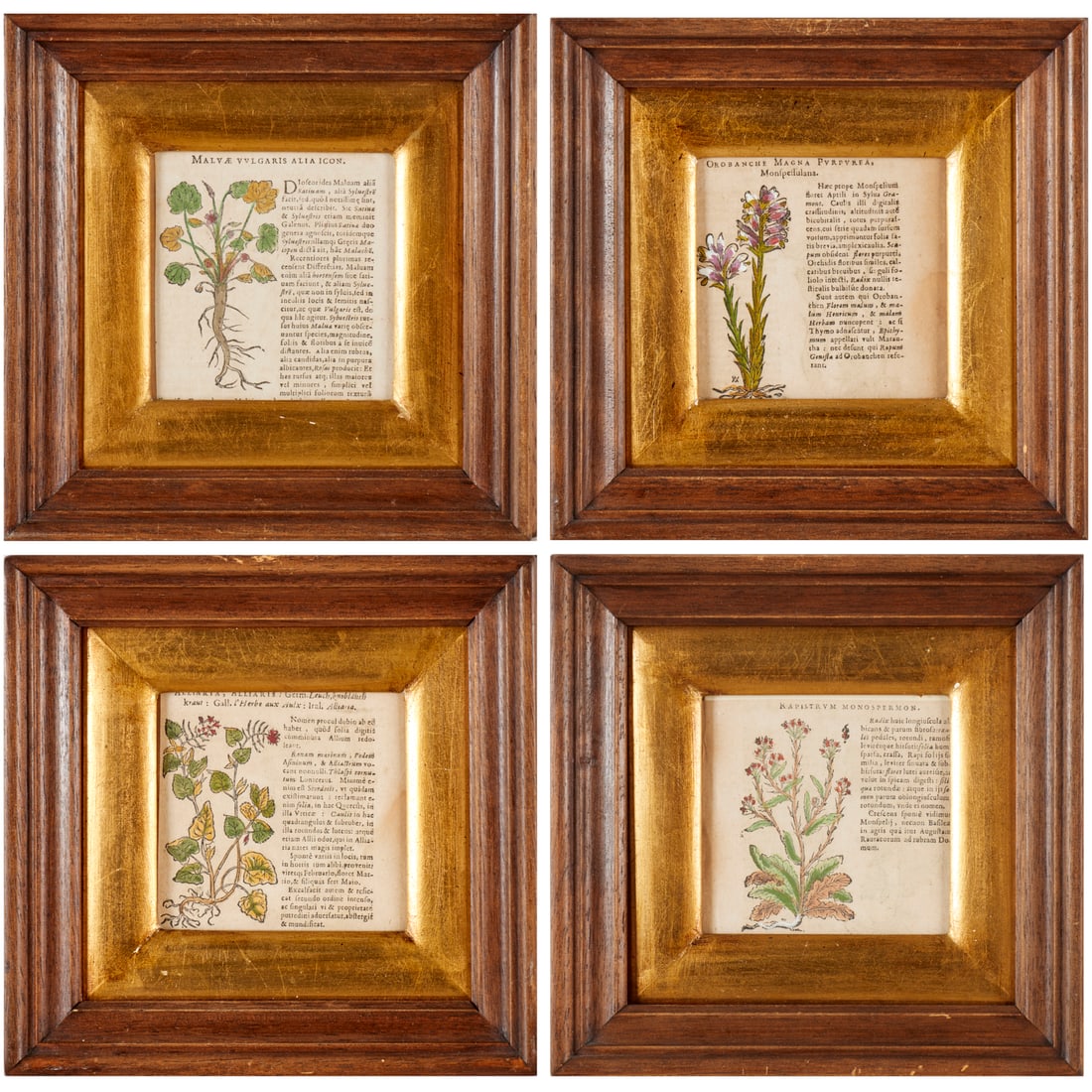 Johann Bauhin (attrib), (4) botanical engravings (1 of 5)
