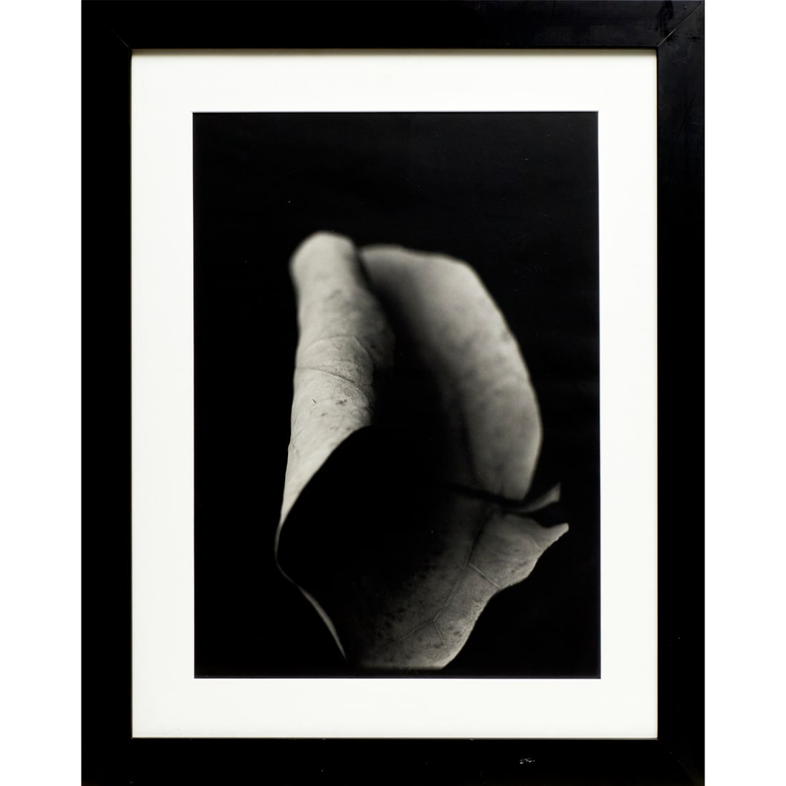 Fine art photograph, signed: Fine art photograph, signed, Curling Leaf, gelatin silver print on matte paper, illegibly signed in pencil verso and dated 1997, hinged into mat and framed under glass, 24"h x 19.75"w (sheet),