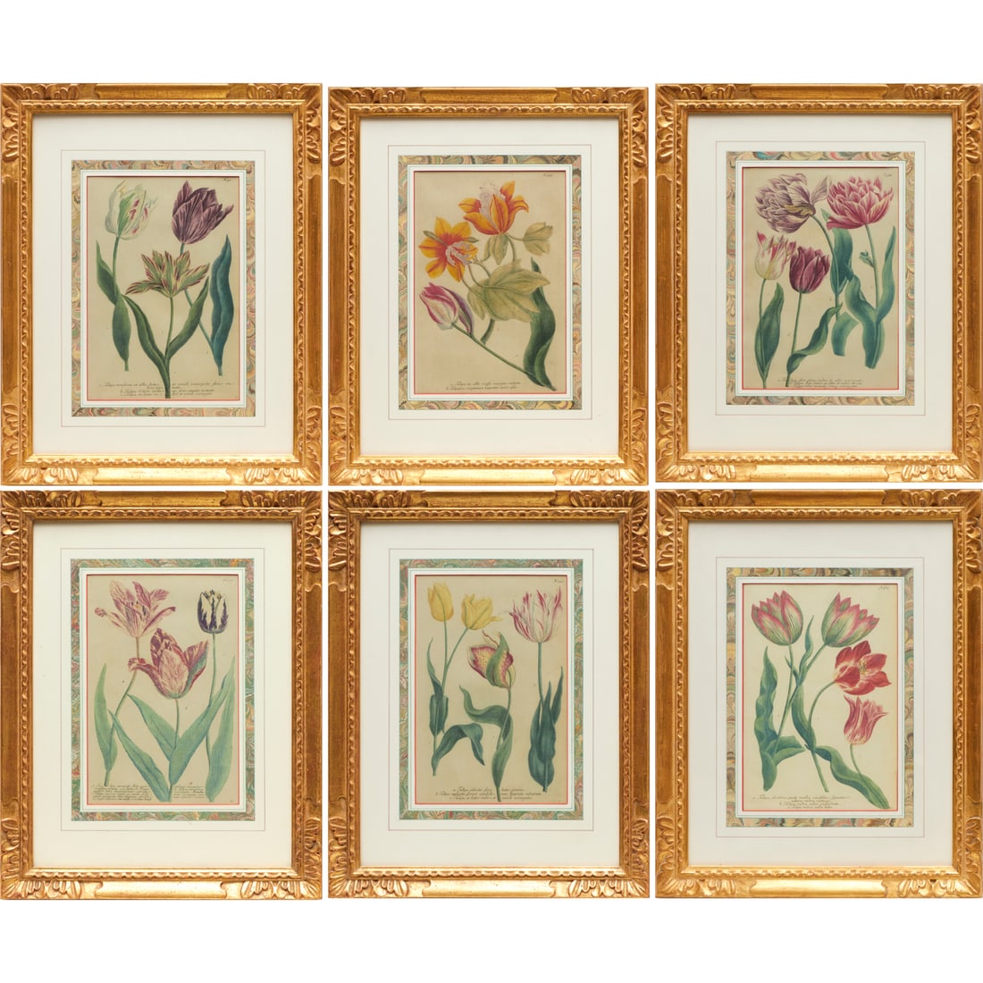 Johann Willhelm Weinmann, (6) botanical prints (1 of 6)