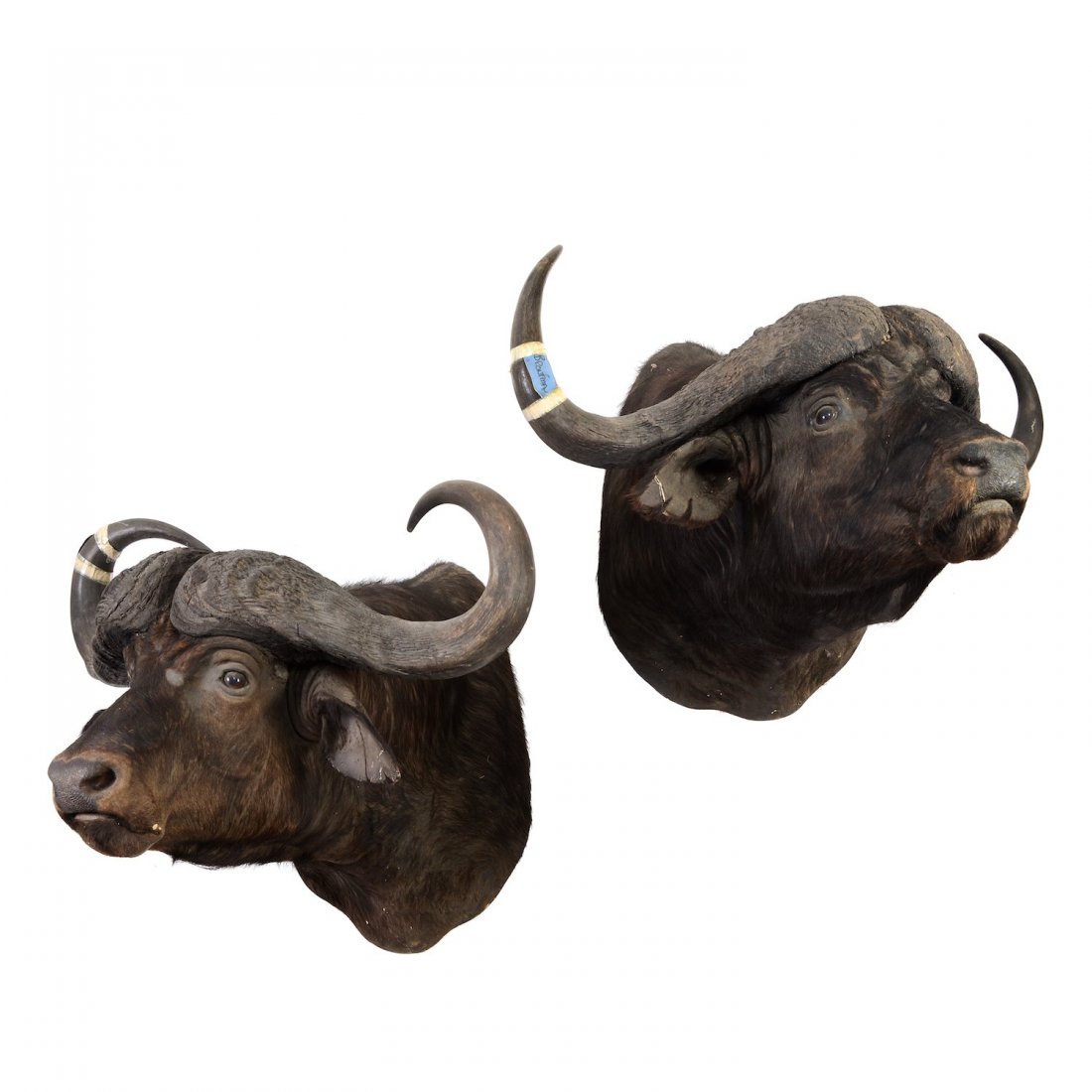 Pair mounted African water buffalo trophies: Pair mounted African water buffalo trophies, 20th c., approx. 36"h x 40"w x 37"d Provenance: from the Estate of Edgar M. Bronfman, New York, NY