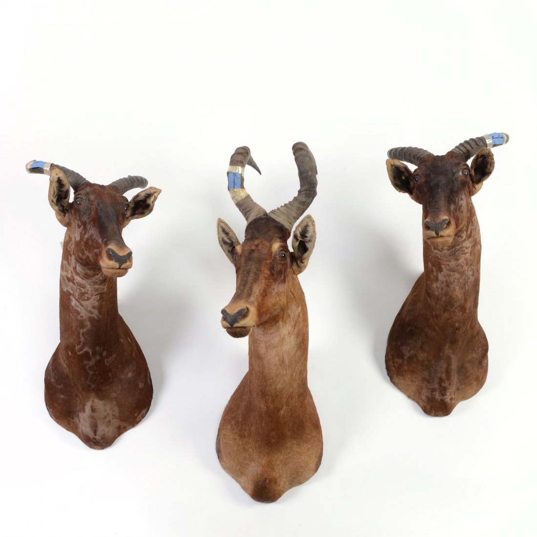(3) mounted African topi trophies: (3) mounted African topi trophies, 20th c., approx. 40"h x 16.5"w x 27"d Provenance: from the Estate of Edgar M. Bronfman, New York, NY