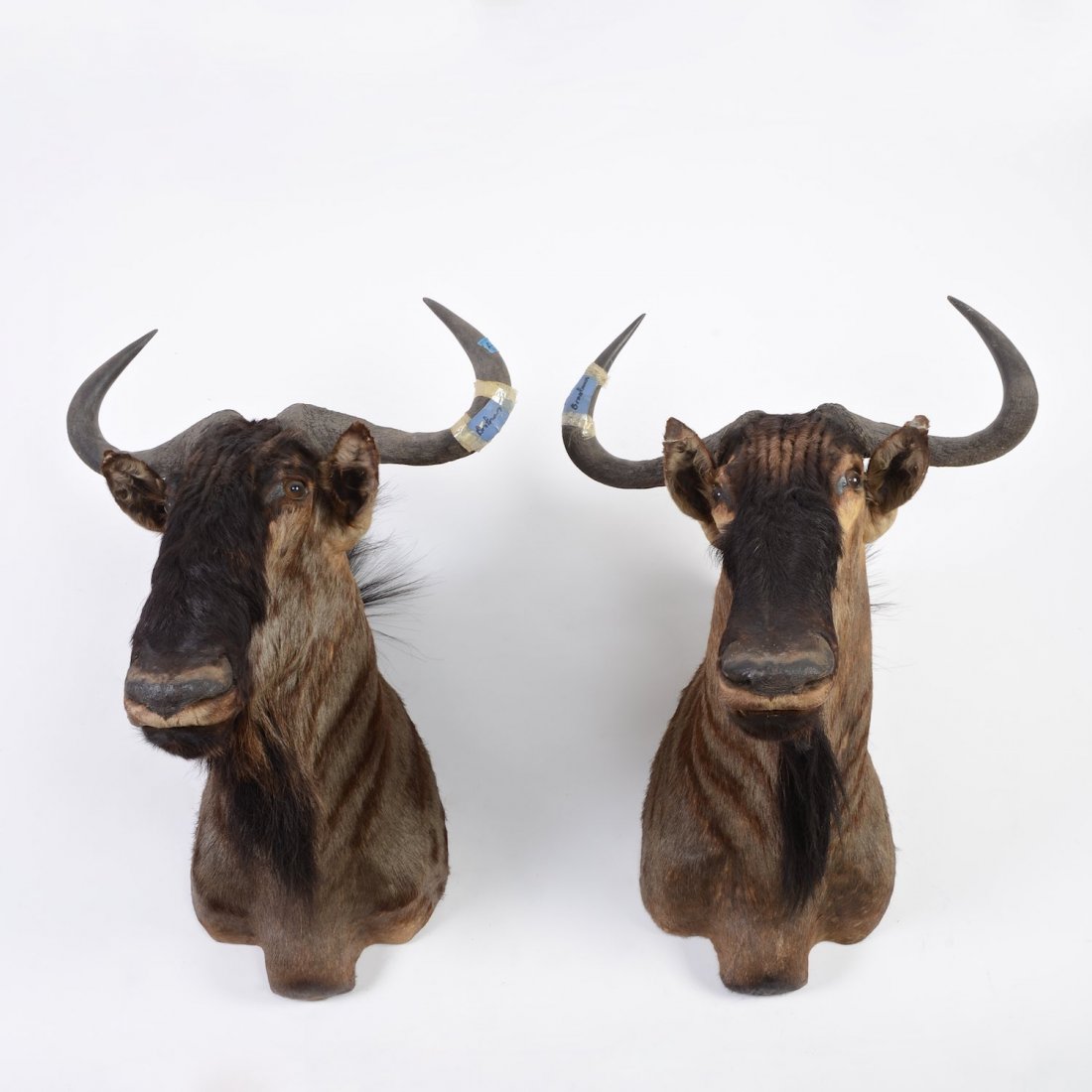 Pair mounted African wildebeest trophies: Pair mounted African wildebeest trophies, 20th c., approx. 36"h x 26"w x 30"d Provenance: from the Estate of Edgar M. Bronfman, New York, NY