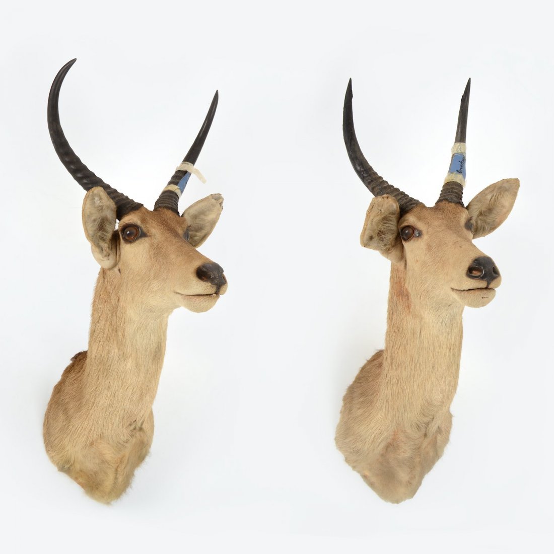 Pair mounted African gazelle trophies: Pair mounted African gazelle trophies, 20th c., approx. 31"h x 14"w x 21"d Provenance: from the Estate of Edgar M. Bronfman, New York, NY