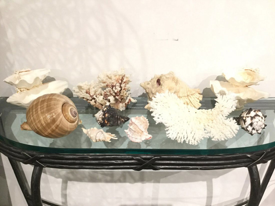 Collection shell and coral specimens (1 of 4)