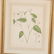 Set (12) antique French matted botanical prints - 3