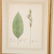 Set (12) antique French matted botanical prints - 4