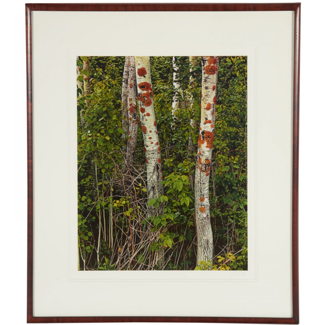 Eliot Porter, photograph: Eliot Porter, photograph, Eliot Porter (American, 1901-1990), "Juniper Tree, Arches National Monument, 1958", from the "Trees" portfolio, 1988, signed "Eliot Porter", lower right, 22.25"l x 17.5"w (im