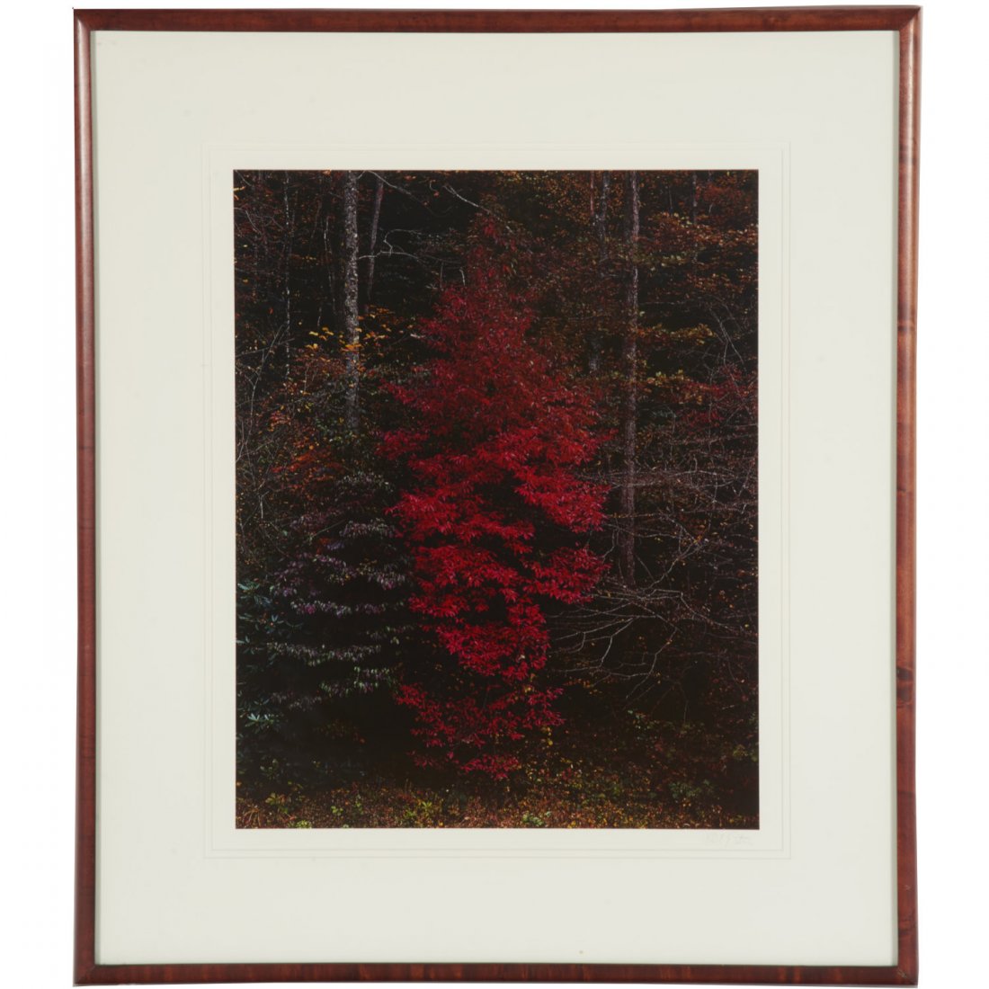 Eliot Porter, photograph: Eliot Porter, photograph, Eliot Porter (American, 1901-1990), "Red Tree Near Cades Cove", from "Trees" portfolio, 1988, dye transfer print, signed "Eliot Porter", lower right, 22.5l x 17.75"w (sheet),
