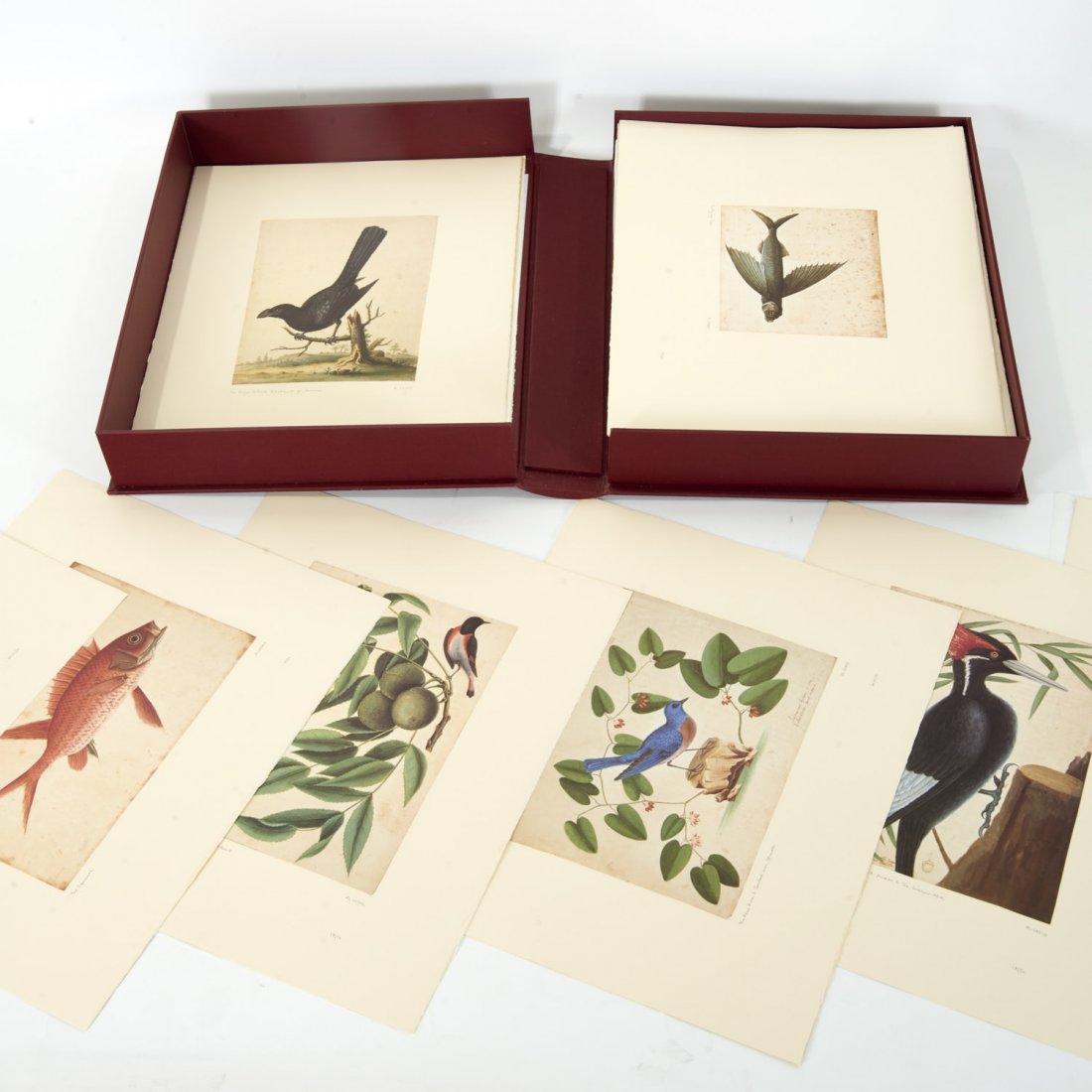 Mark Catesby, III Vol. Natural History Watercolors: Mark Catesby, III Vol. Natural History Watercolors, Mark Catesby (British, 1679-1749), "The Natural History Watercolours from his Journeys to Carolina, Florida and the Bahama Islands, The Watercolour