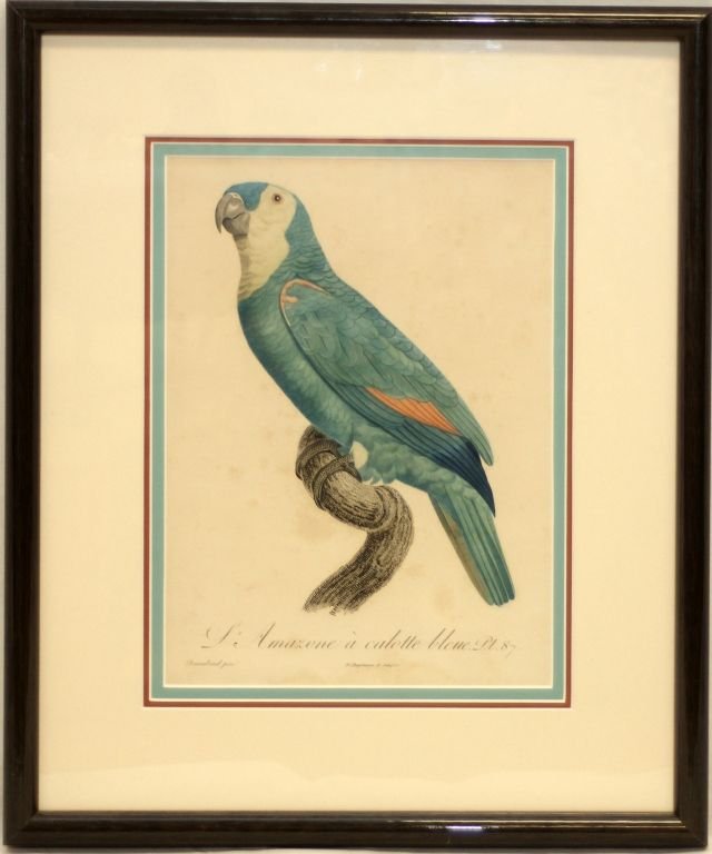 MARK CATESBY'S MERGANZER PRINT: Rare Bird Print measures 10" by 13" Titled Merganzer