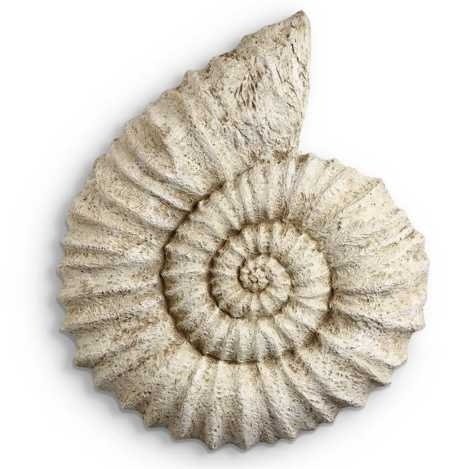 NAUTILUS SHELL WALL DÉCOR: Nautilus Shell Wall Décor - Dimensions: 16" X 14" X 2.5" - Resin